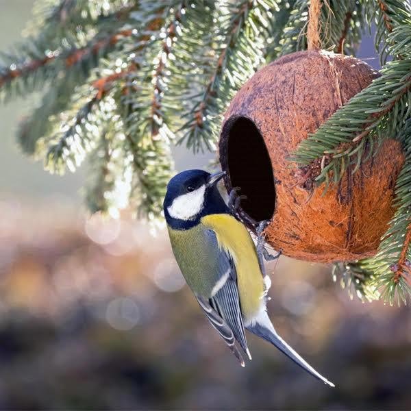 Coconut Made Bird Feeder